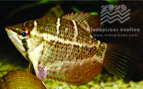 Sphaerichthys Selatanensis